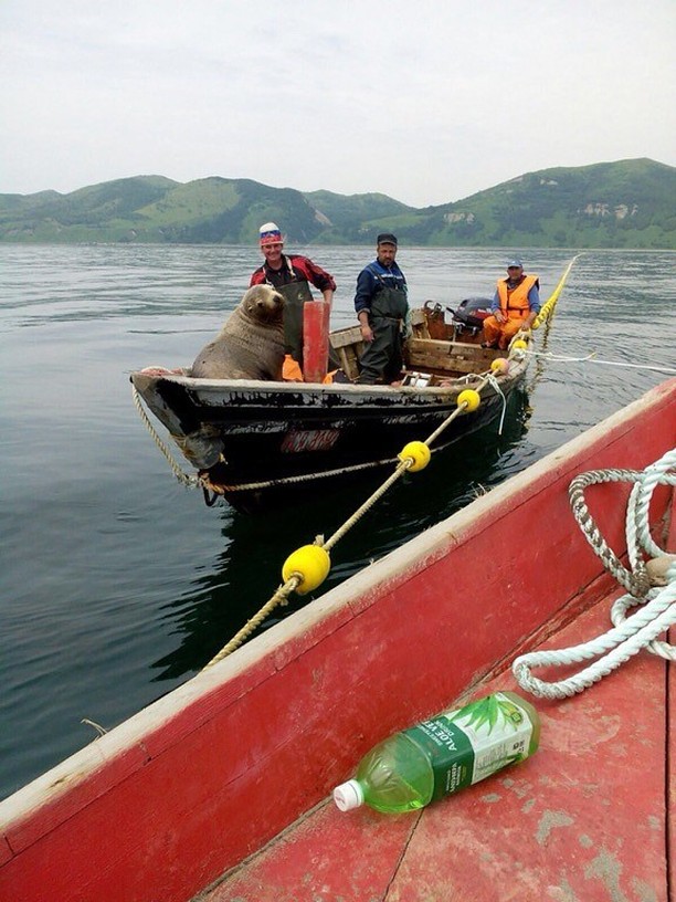 Фотография: Морской котик заставил сахалинских рыбаков восемь часов катать его в лодке №6 - BigPicture.ru
