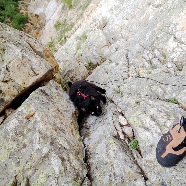 Фотография: Альпинисточка моя: первый в мире котик-скалолаз №15 - BigPicture.ru