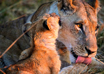Инстаграм National Geographic: наша планета прекрасна!
