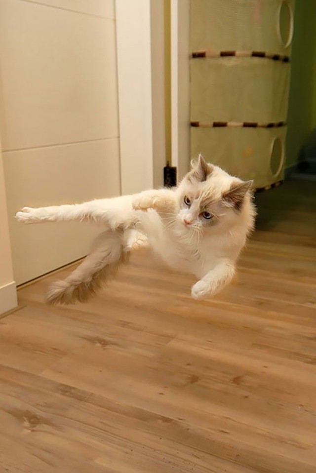 Фотография: Коты-ниндзя, которые в совершенстве освоили древнее боевое искусство ниндзюцу №3 - BigPicture.ru