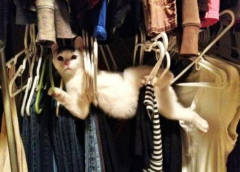 Коты-ниндзя, которые в совершенстве освоили древнее боевое искусство ниндзюцу