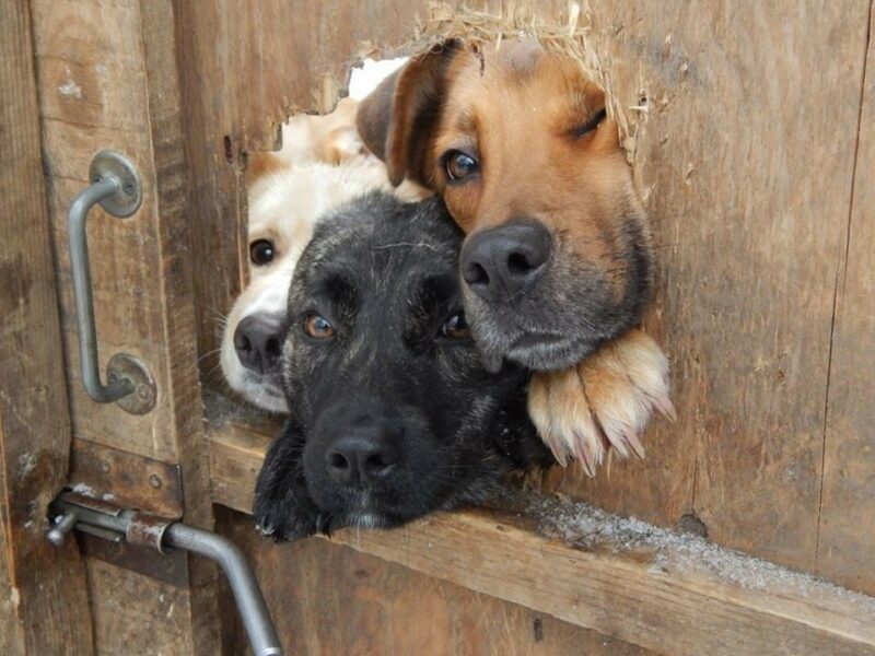 Фотография: 19 собак, которые просто хотели поздороваться №1 - BigPicture.ru