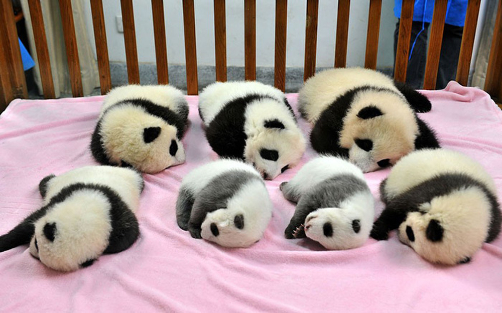 Детский сад для панд — самое милое место на свете. ФОТО
