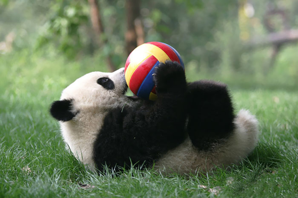 Фотография: Детский сад для панд — самое милое место на свете №5 - BigPicture.ru