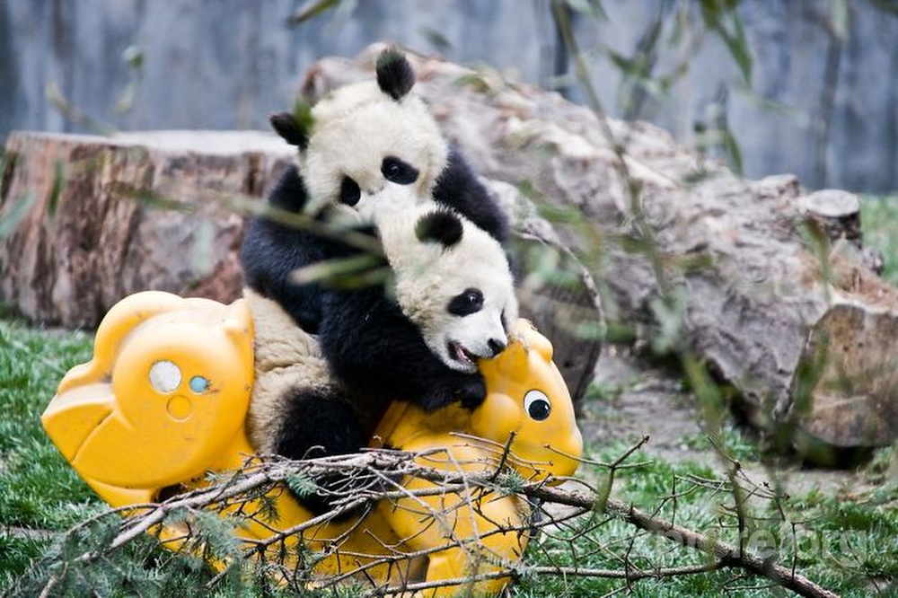 Фотография: Детский сад для панд — самое милое место на свете №6 - BigPicture.ru