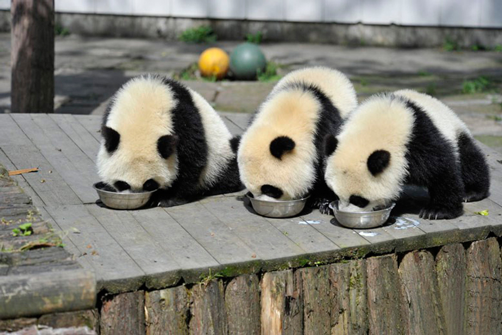 Фотография: Детский сад для панд — самое милое место на свете №8 - BigPicture.ru