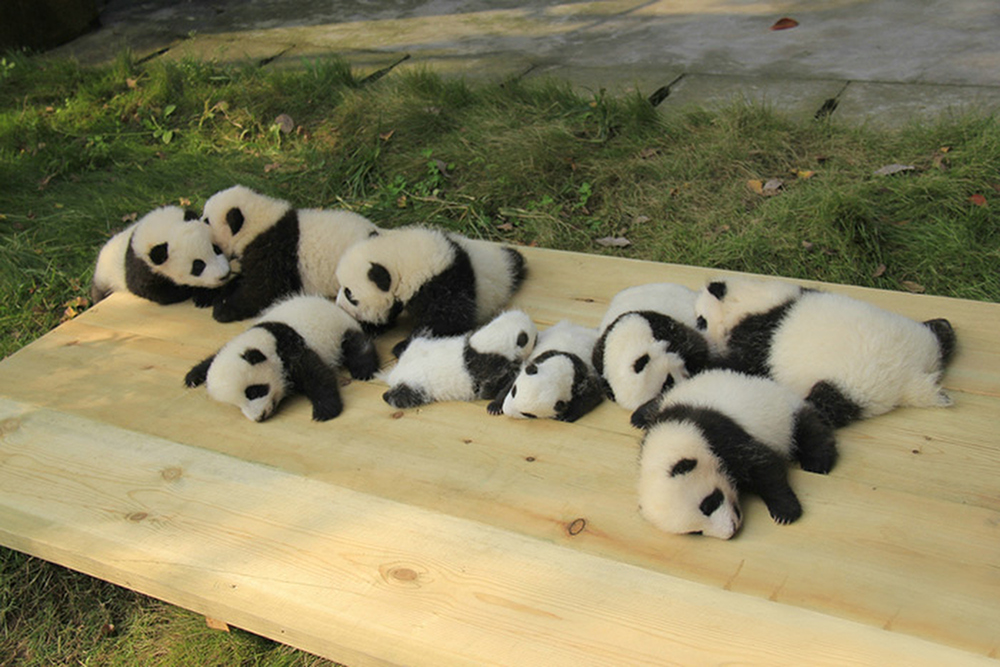Фотография: Детский сад для панд — самое милое место на свете №9 - BigPicture.ru