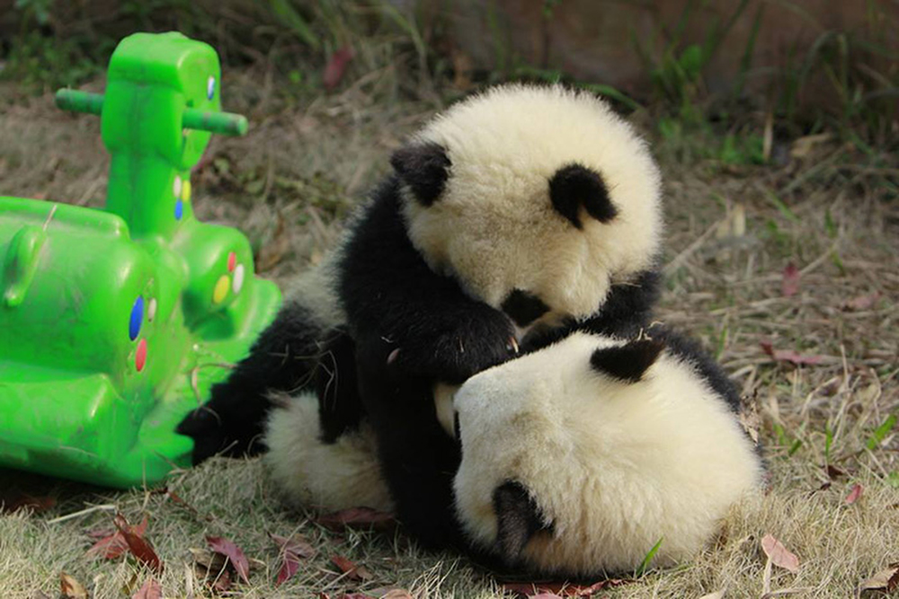 Фотография: Детский сад для панд — самое милое место на свете №10 - BigPicture.ru