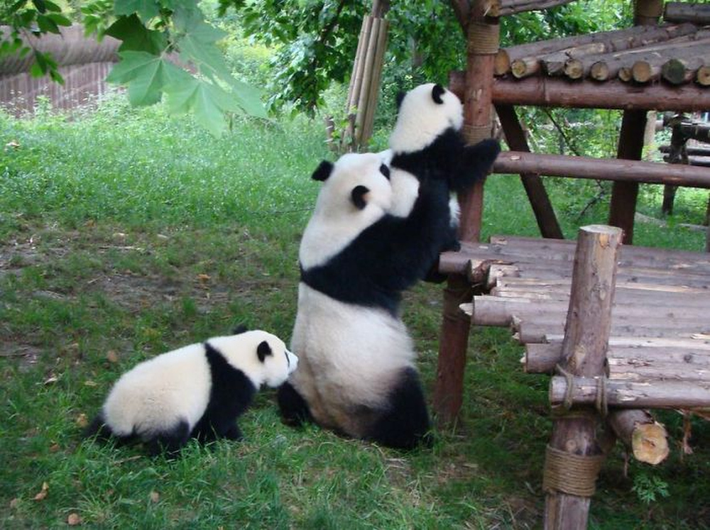 Фотография: Детский сад для панд — самое милое место на свете №12 - BigPicture.ru