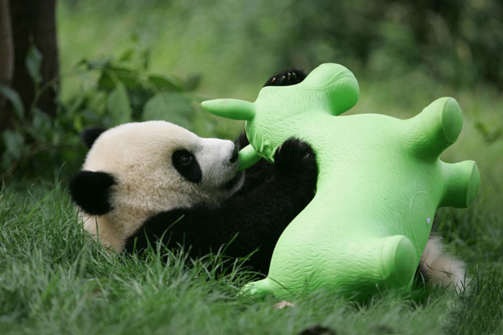 Фотография: Детский сад для панд — самое милое место на свете №17 - BigPicture.ru