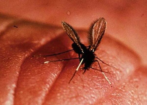 10 паразитов, которых следует опасаться летом
