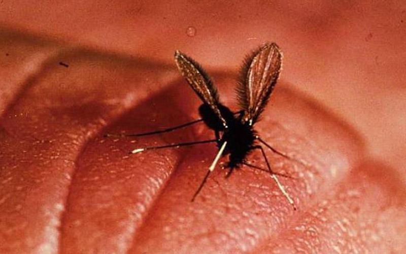 Фотография: 10 паразитов, которых следует опасаться летом №1 - BigPicture.ru