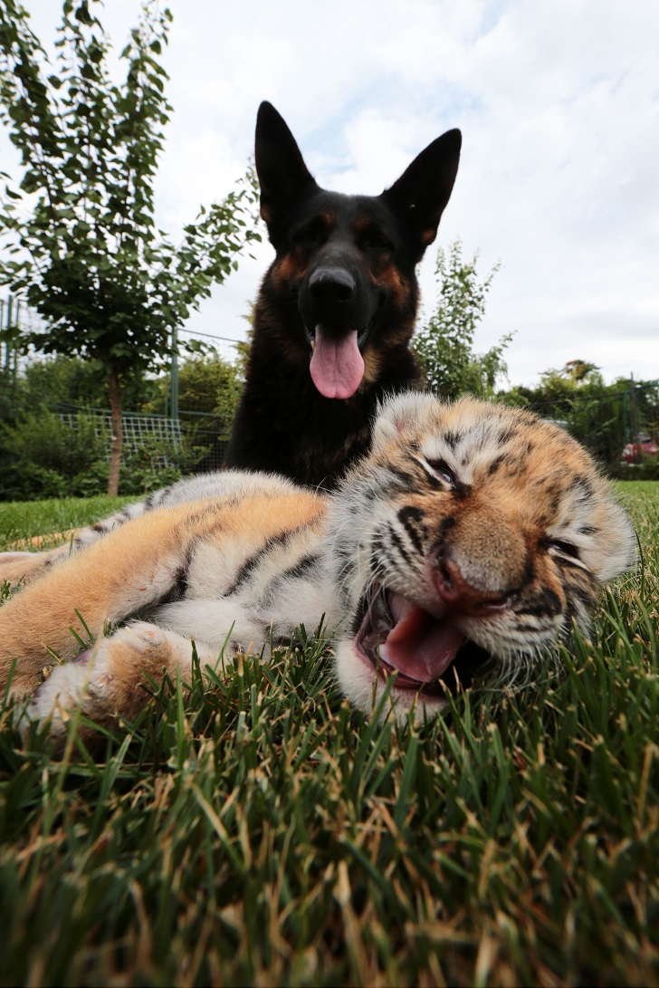 Фотография: Тигренка, от которого отказалась мать, растят собаки №3 - BigPicture.ru