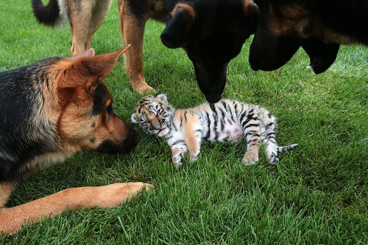 Фотография: Тигренка, от которого отказалась мать, растят собаки №6 - BigPicture.ru