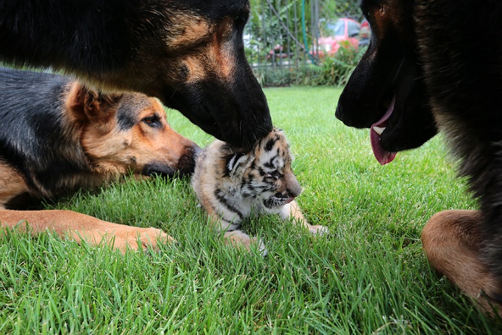Фотография: Тигренка, от которого отказалась мать, растят собаки №7 - BigPicture.ru