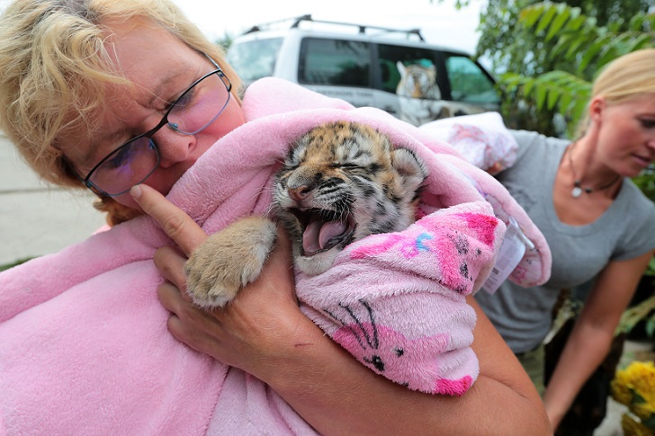 Фотография: Тигренка, от которого отказалась мать, растят собаки №16 - BigPicture.ru