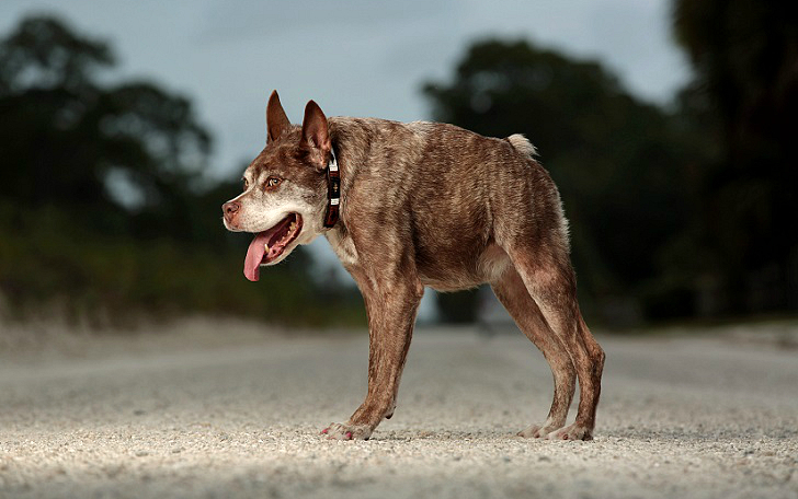 Фотография: Квазимодо, самая уродливая собака на свете №1 - BigPicture.ru