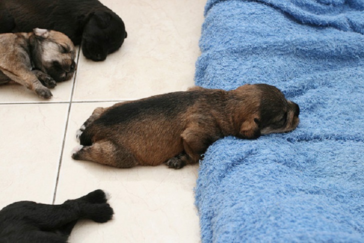 Фотография: 22 песика, которые могут спать где угодно и когда угодно! №11 - BigPicture.ru