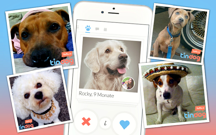Фотография: Tinder запустил приложение для знакомств собак №1 - BigPicture.ru