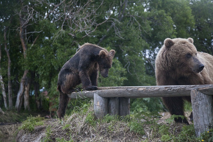 Фотография: Детки в клетке, или Как мы оказались с глазу на глаз с медведями №13 - BigPicture.ru