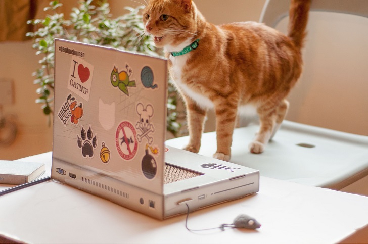 Фотография: Ноутбук для котиков — то, чего вам не хватает №3 - BigPicture.ru