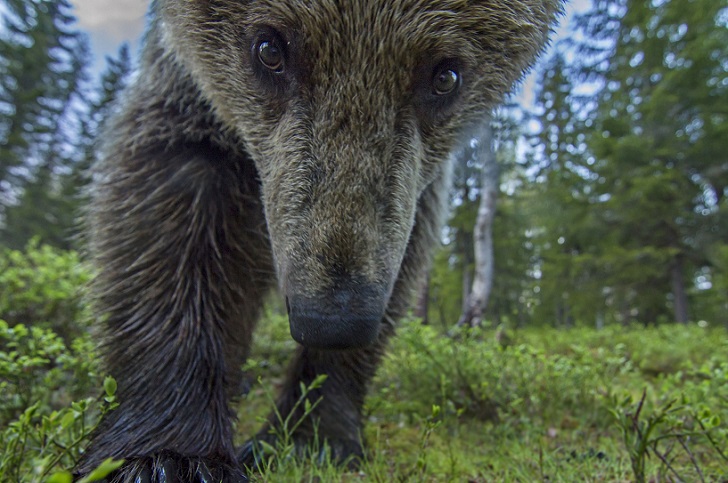 Фотография: Дичайшие селфи диких зверей №8 - BigPicture.ru