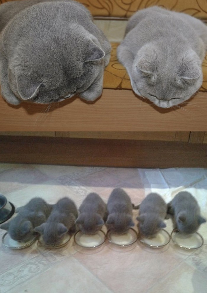 Фотография: 50 красавцев котов и их очаровательные мини-копии №42 - BigPicture.ru