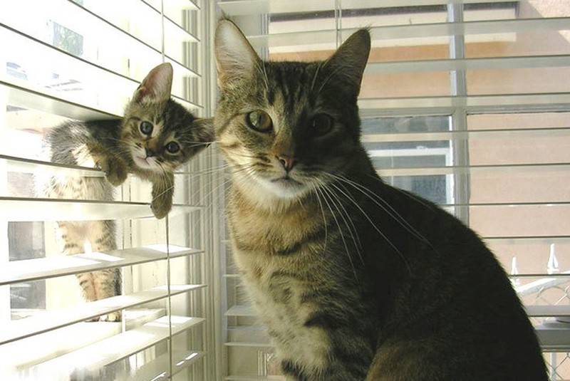Фотография: 50 красавцев котов и их очаровательные мини-копии №4 - BigPicture.ru