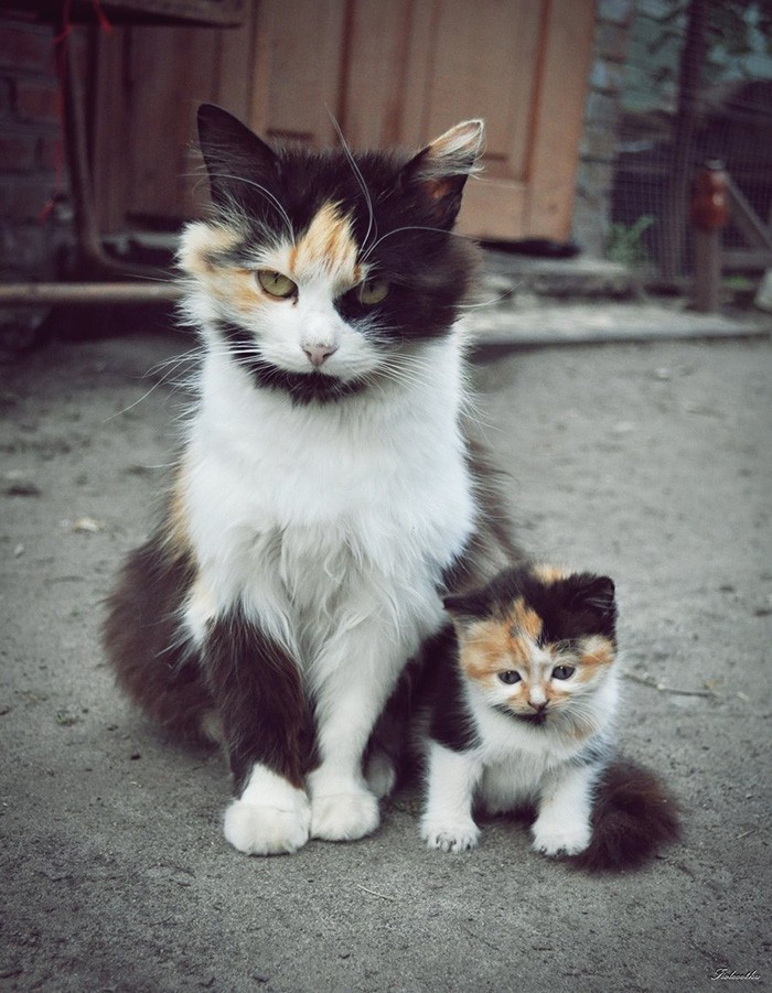 Фотография: 50 красавцев котов и их очаровательные мини-копии №5 - BigPicture.ru