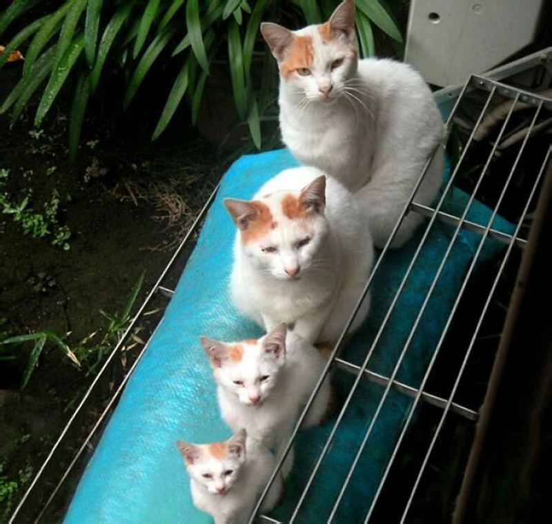 Фотография: 50 красавцев котов и их очаровательные мини-копии №7 - BigPicture.ru