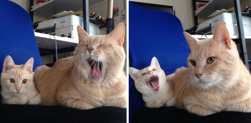 Фотография: 50 красавцев котов и их очаровательные мини-копии №8 - BigPicture.ru