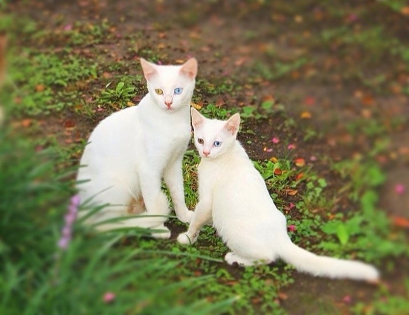 Фотография: 50 красавцев котов и их очаровательные мини-копии №9 - BigPicture.ru