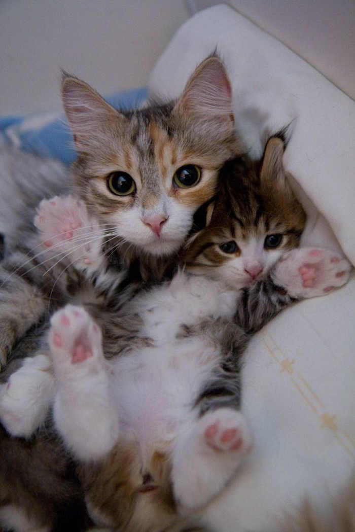 Фотография: 50 красавцев котов и их очаровательные мини-копии №13 - BigPicture.ru