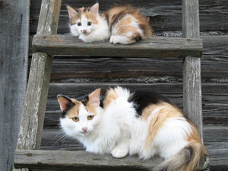 Фотография: 50 красавцев котов и их очаровательные мини-копии №14 - BigPicture.ru