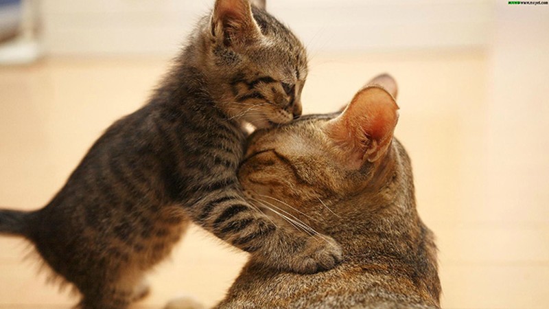 Фотография: 50 красавцев котов и их очаровательные мини-копии №18 - BigPicture.ru