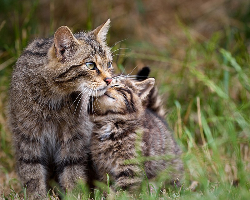 Фотография: 50 красавцев котов и их очаровательные мини-копии №22 - BigPicture.ru