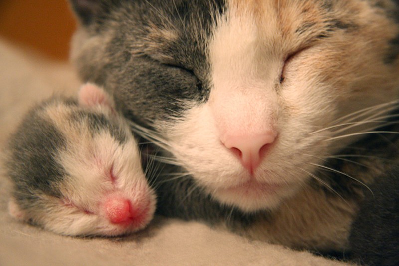 Фотография: 50 красавцев котов и их очаровательные мини-копии №23 - BigPicture.ru