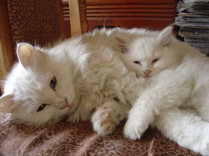 Фотография: 50 красавцев котов и их очаровательные мини-копии №25 - BigPicture.ru