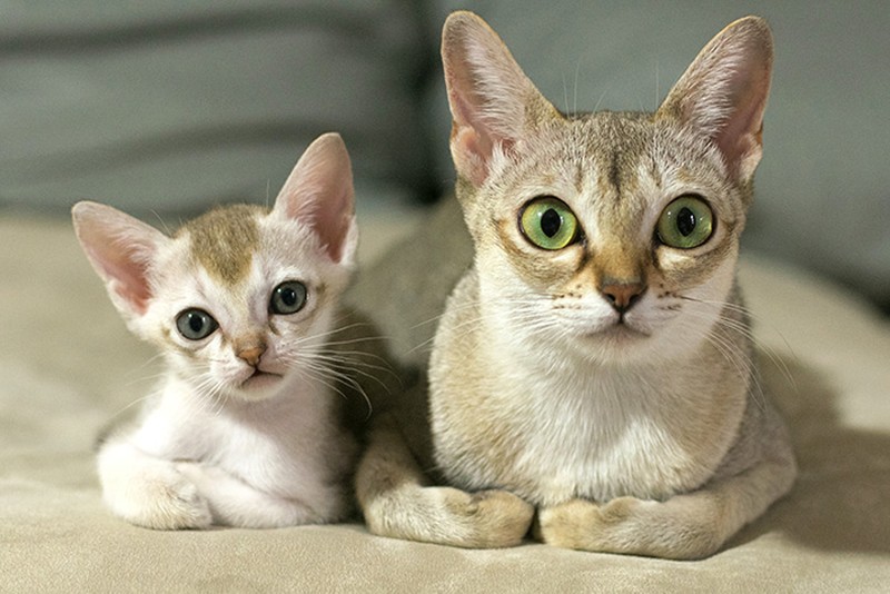 Фотография: 50 красавцев котов и их очаровательные мини-копии №27 - BigPicture.ru