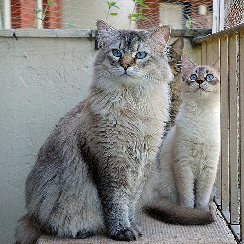Фотография: 50 красавцев котов и их очаровательные мини-копии №28 - BigPicture.ru