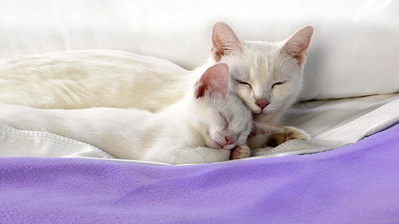 Фотография: 50 красавцев котов и их очаровательные мини-копии №29 - BigPicture.ru