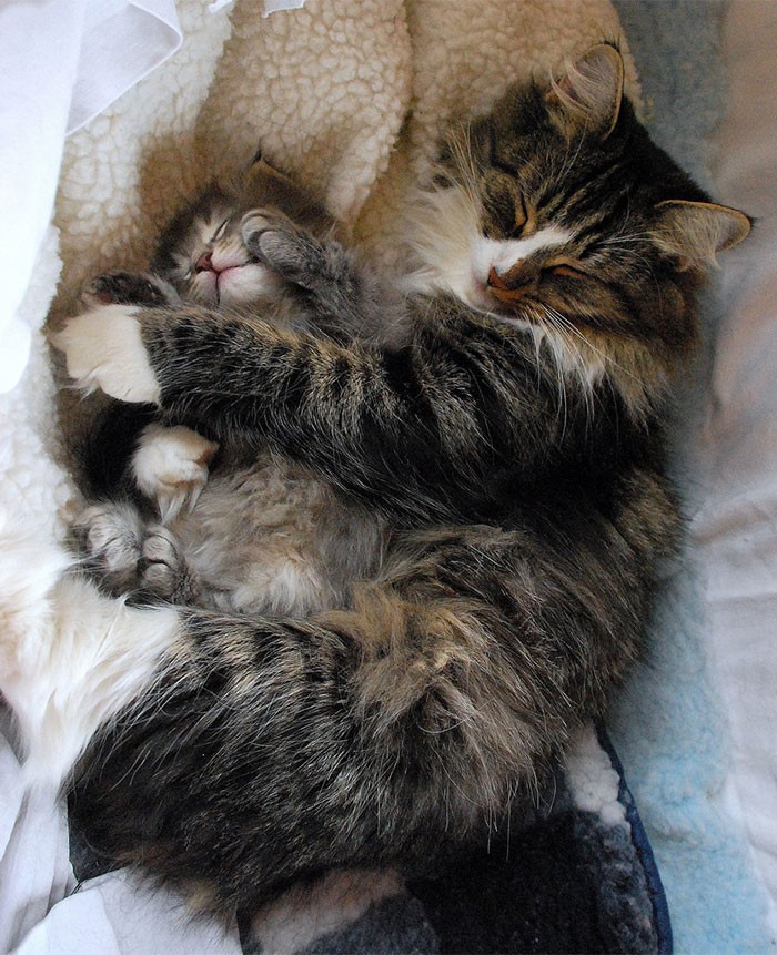 Фотография: 50 красавцев котов и их очаровательные мини-копии №30 - BigPicture.ru