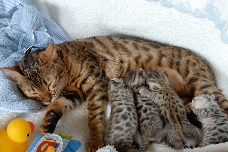 Фотография: 50 красавцев котов и их очаровательные мини-копии №33 - BigPicture.ru