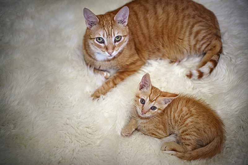 Фотография: 50 красавцев котов и их очаровательные мини-копии №34 - BigPicture.ru