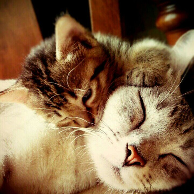 Фотография: 50 красавцев котов и их очаровательные мини-копии №37 - BigPicture.ru