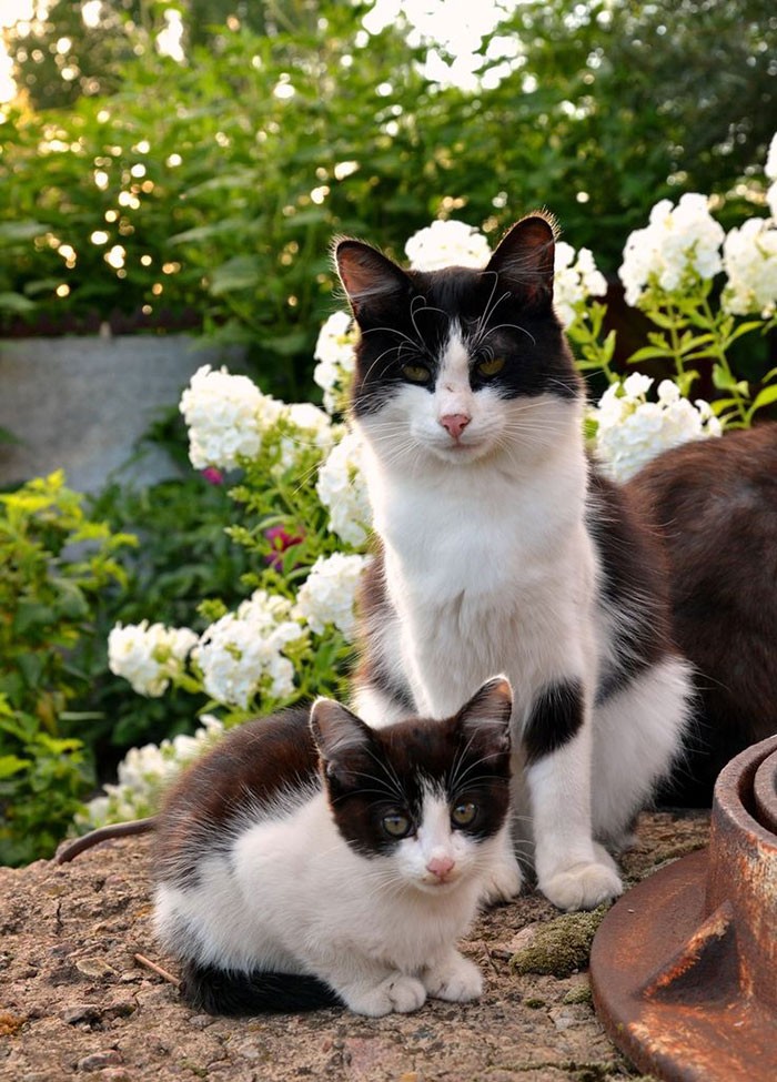 Фотография: 50 красавцев котов и их очаровательные мини-копии №41 - BigPicture.ru