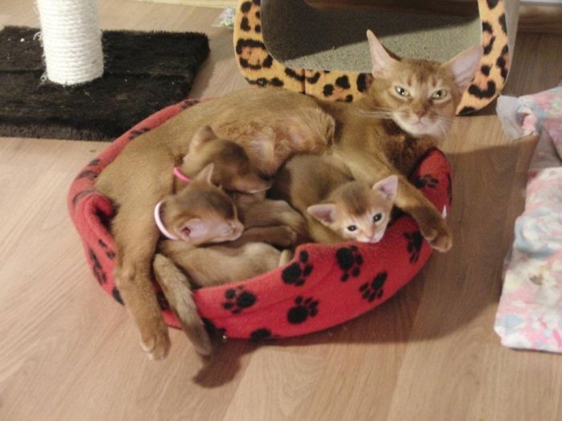 Фотография: 50 красавцев котов и их очаровательные мини-копии №2 - BigPicture.ru