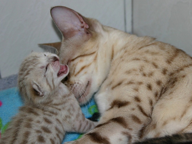 Фотография: 50 красавцев котов и их очаровательные мини-копии №44 - BigPicture.ru