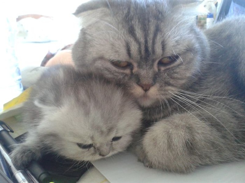 Фотография: 50 красавцев котов и их очаровательные мини-копии №45 - BigPicture.ru
