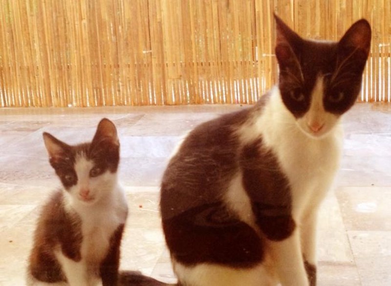 Фотография: 50 красавцев котов и их очаровательные мини-копии №49 - BigPicture.ru